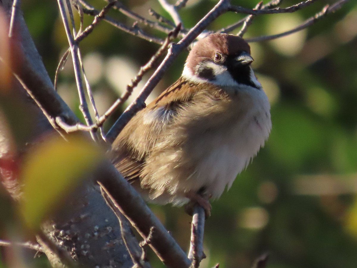 久しぶりにトリを撮ってきた。もっふもふだなぁ
