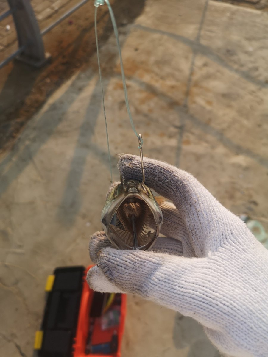 _t5sa's tweet image. مدري وش فيه يصارخ ههههه