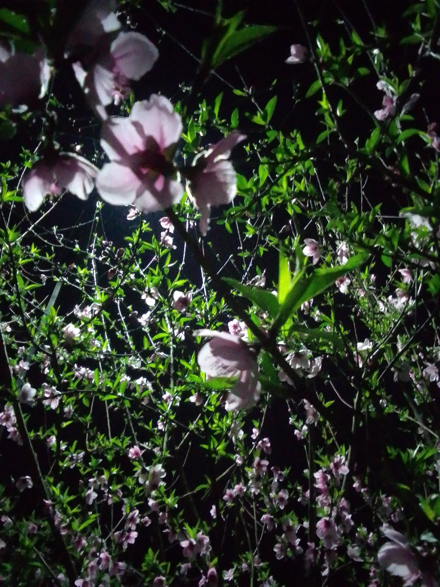 plantified16's tweet photo. When apricot blossoms steal cherry blossom energy 🌸🌙✨

#ApricotBloom
#AestheticVibes
#NightView
#FebMemories https://t.co/scqKNsf1Ph