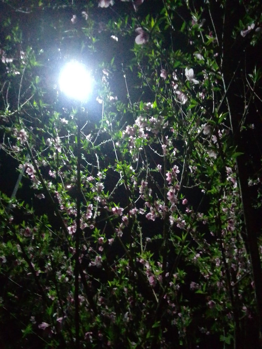 plantified16's tweet photo. When apricot blossoms steal cherry blossom energy 🌸🌙✨

#ApricotBloom
#AestheticVibes
#NightView
#FebMemories https://t.co/scqKNsf1Ph