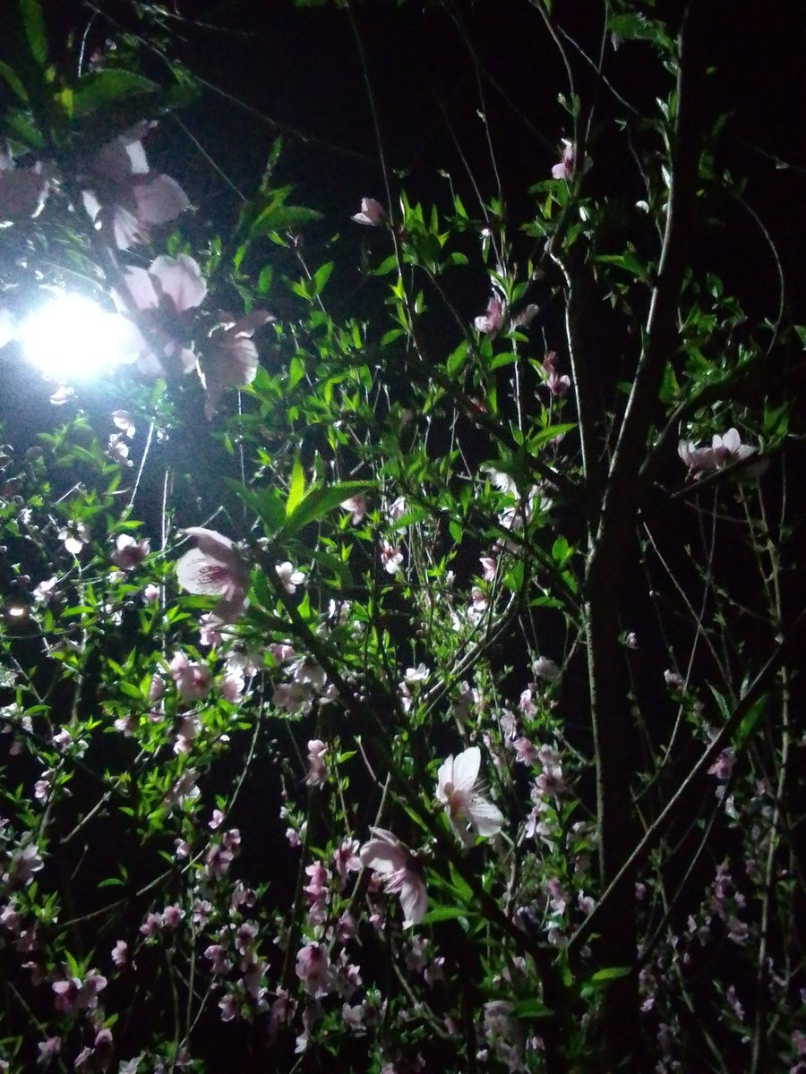 plantified16's tweet photo. When apricot blossoms steal cherry blossom energy 🌸🌙✨

#ApricotBloom
#AestheticVibes
#NightView
#FebMemories https://t.co/scqKNsf1Ph