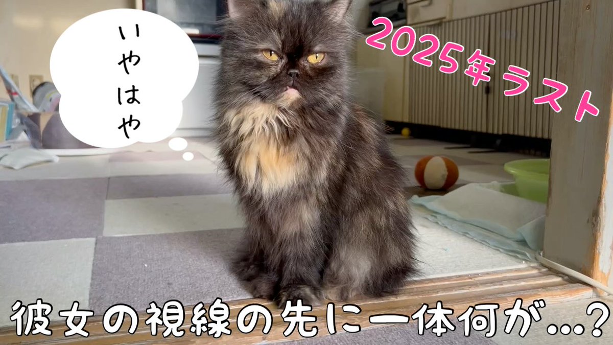 nukoandinu's tweet photo. 先輩犬の意地VS幼犬の下剋上
https://t.co/1XcDwwoOAn

#捨て猫、#保護猫、#ミニピン、#トイプードル、#犬、#猫、#犬と猫、#子犬、#パピー、#愛犬、#チョコタン、#ペット、#多頭飼い、#ワンプロ、#犬好きさんと繋がりたい、#猫好きさんと繋がりたい https://t.co/PAWWSmcmAZ