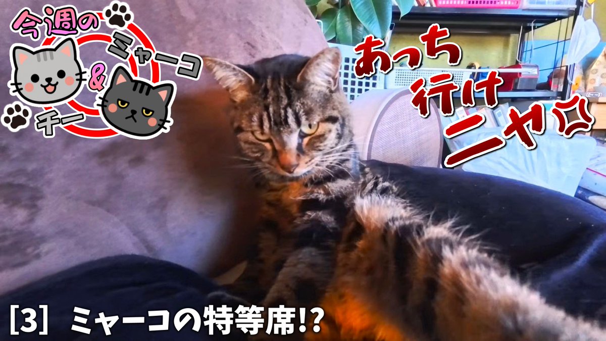 プリン！ 必プロフ読んでね(๑❛ᴗ❛๑)　玄米 必プロフ読んでね(๑❛ᴗ❛๑)　玄米 プリン！