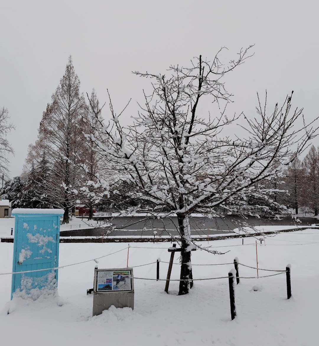 #今年も残りわずかなのでお気に入りの4枚を貼る

やっぱりこれかな
#ゆづ桜 2025春夏秋冬の４枚
いつも変わらずそこにいて、その時々で精一杯の自分の姿を私たちに見せてくれてありがとう🌸🌳🍂❄
来年もよろしくね🤗