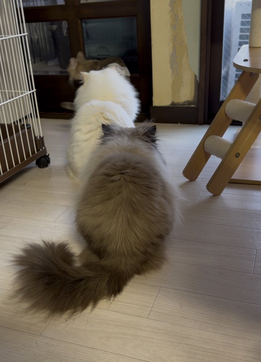 BASTET20230604's tweet photo. 親子ショット☺️

#catterybastet #bastet #猫 #cat #kitten
#ヒマラヤン #Himalayancat
#アーヤ成長記
#ねこスタグラム #猫物語 https://t.co/wqYYbsGBbI