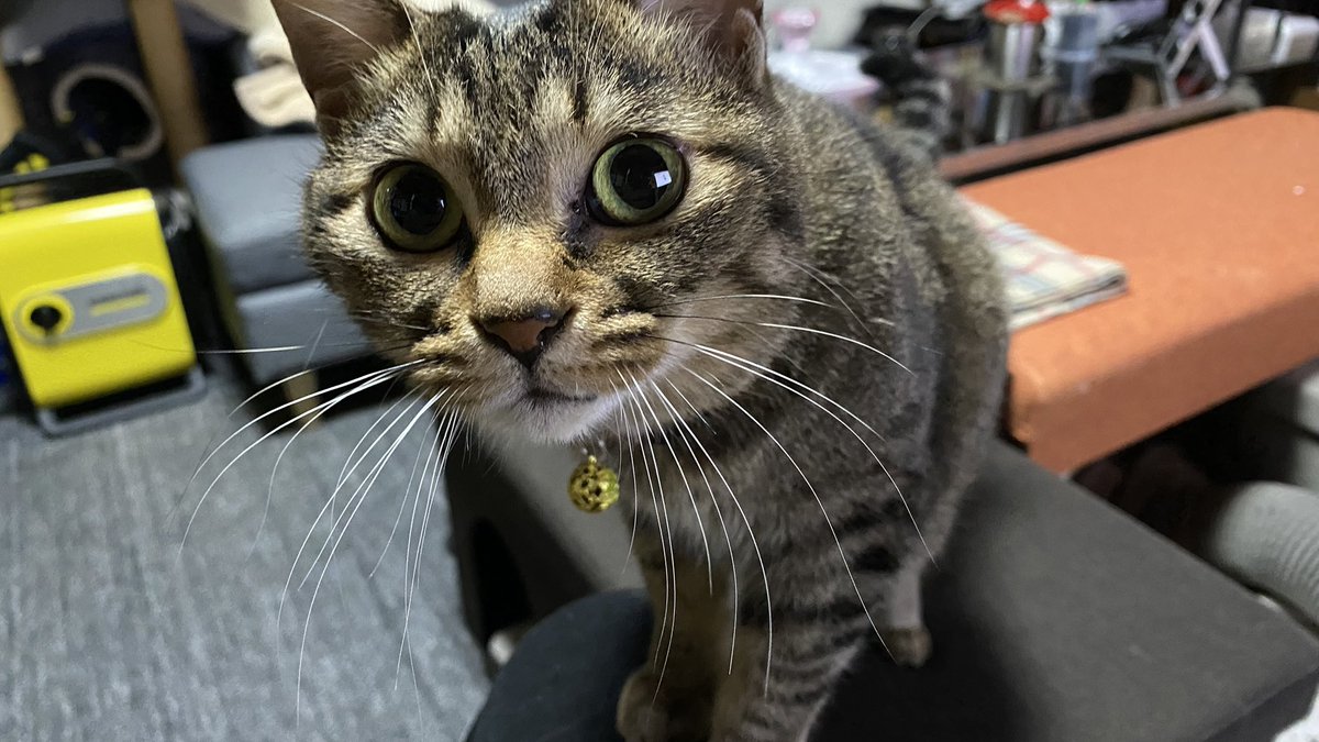 ゆっくりねこ 様 寝正月も良きﾆｬの🍊〜 狭いキャリーで閉じ込められていた ところを保護