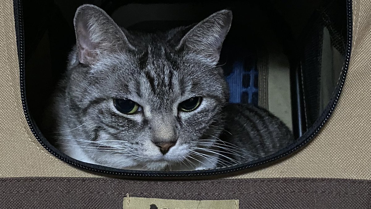 ゆっくりねこ 様 新猫登場！消えるにゃんこがやばかった！ 2ND＃85【ゆっくり実況