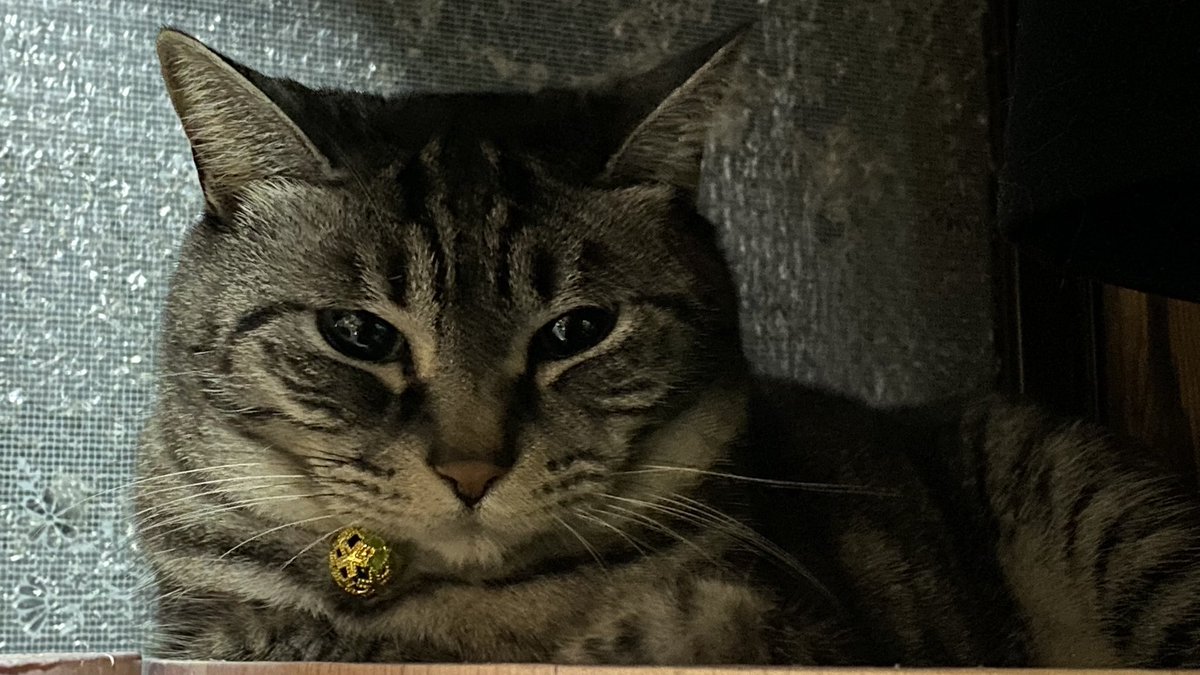 Post by ゆっくりⴲ on X: 年末ねこ