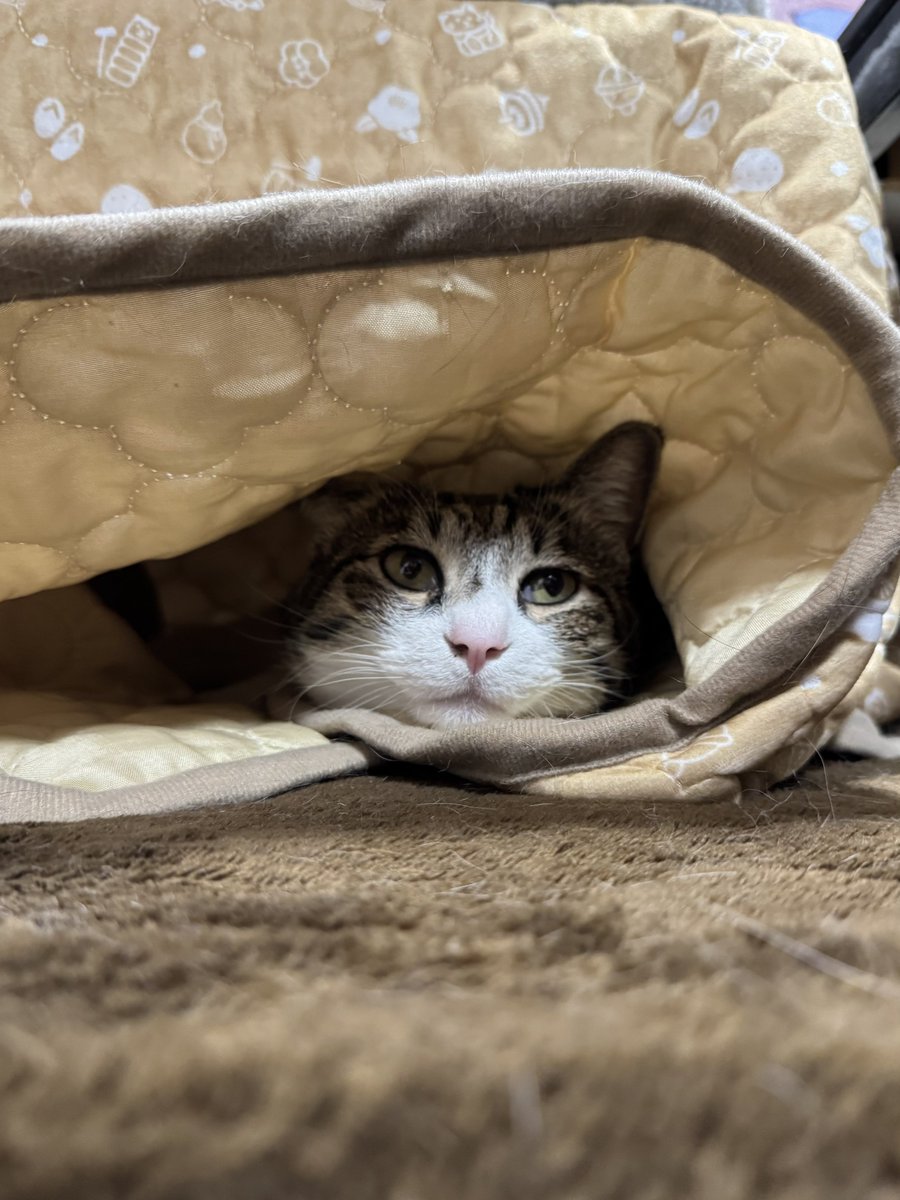 ぎんのねこ (@ginnonekoch) / Posts / X