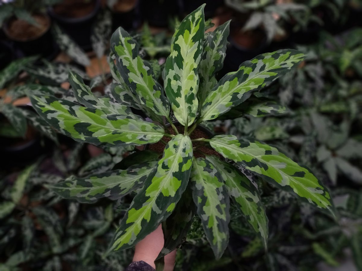 jeep55Ryo's tweet image. 忙しい日々で気付けば年末
BBの余韻で頑張れた
ありがたやー