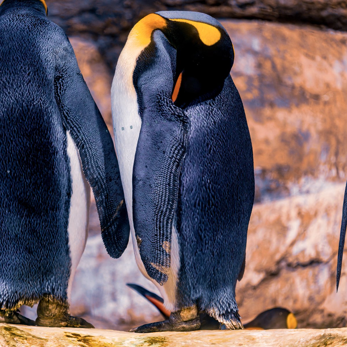 るるなっく (@ruru79) / Posts / X