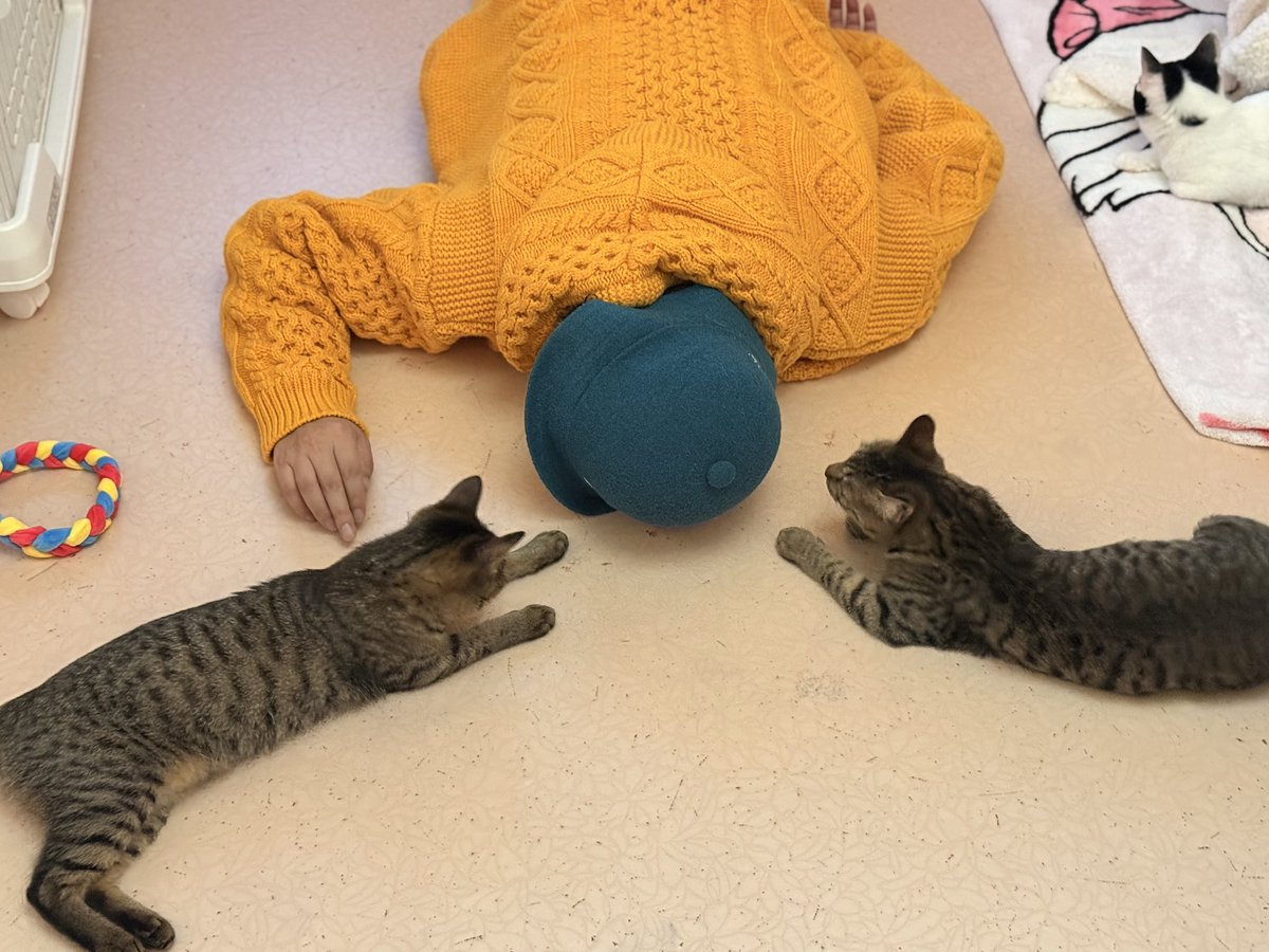 hogoya0310's tweet photo. こんばんは✨
なんとなんと！！
今月は宮崎出身の有名ラッパー
GADOROさんがいのちのはうす保護家に
遊びに来てくださいました🥳

可愛い猫たちに囲まれて
楽しそうに過ごされてました🐈

サインもありがとうございます✍️
大切に飾らせていただきます！！

@GADORO1next 
@four_mud_arrows https://t.co/ygPZXhJ8Ms