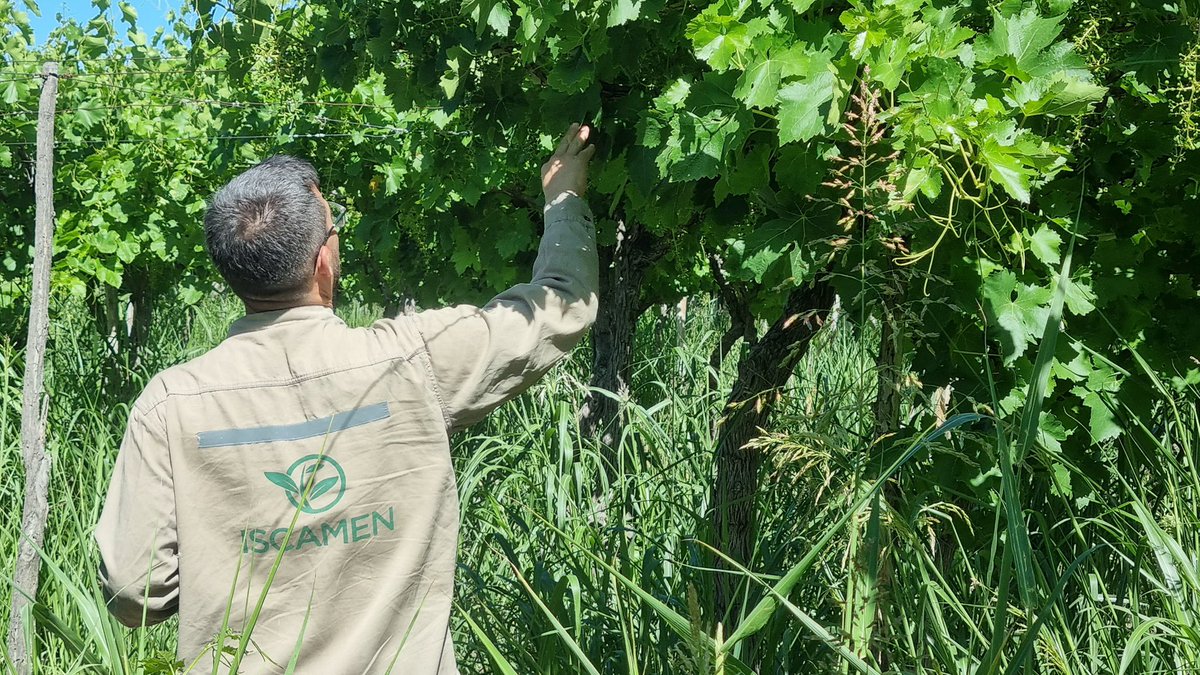 Finalizamos el operativo sanitario más grande del mundo contra la Lobesia botrana, logrando reducir un 70% las detecciones de la plaga en toda la provincia. Alcanzamos 130.000 hectáreas de vid y acompañamos a más de 9.000 productores a través del ISCAMEN, con una inversión