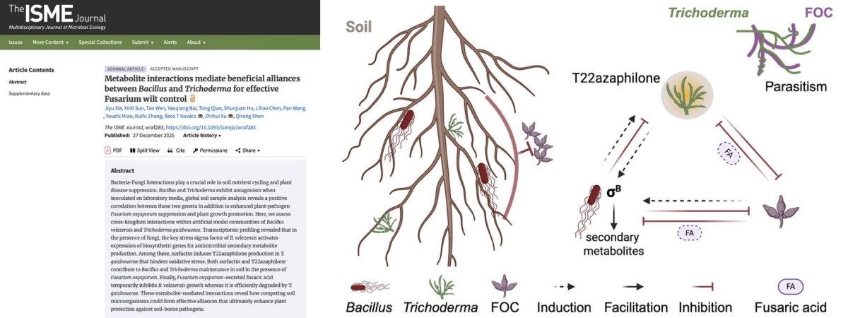Our new publication in <a href="/ISMEJournal/">The ISME Journal</a> describes how Bacillus and Trichoderma works together to fight against the plant pathogen Fusarium, a superb collaboration with <a href="/ZhihuiXu2/">Zhihui Xu</a> at Nanjing Agricultural University, including the experiments by <a href="/JiyuXie_/">Jiyu Xie</a> at <a href="/LeidenBiology/">LeidenBiology</a> 
1/7👇