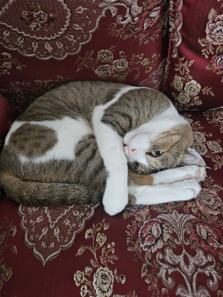 neko__search's tweet photo. 愛知県江南市にていなくなった猫を探しています。曼陀羅寺付近です。見かけた方、餌をあげくださってている方いましたらご連絡ください。3週間探しています、大切な家族です。よろしくお願いいたします。
名前:にゃーじー
性別:オス
#江南市 #猫探してます #猫探し #行方不明 #猫 #曼陀羅寺 https://t.co/ZKIBVRwOQf