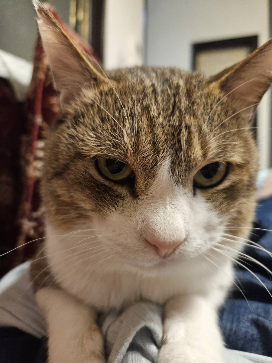 neko__search's tweet photo. 愛知県江南市にていなくなった猫を探しています。曼陀羅寺付近です。見かけた方、餌をあげくださってている方いましたらご連絡ください。3週間探しています、大切な家族です。よろしくお願いいたします。
名前:にゃーじー
性別:オス
#江南市 #猫探してます #猫探し #行方不明 #猫 #曼陀羅寺 https://t.co/ZKIBVRwOQf