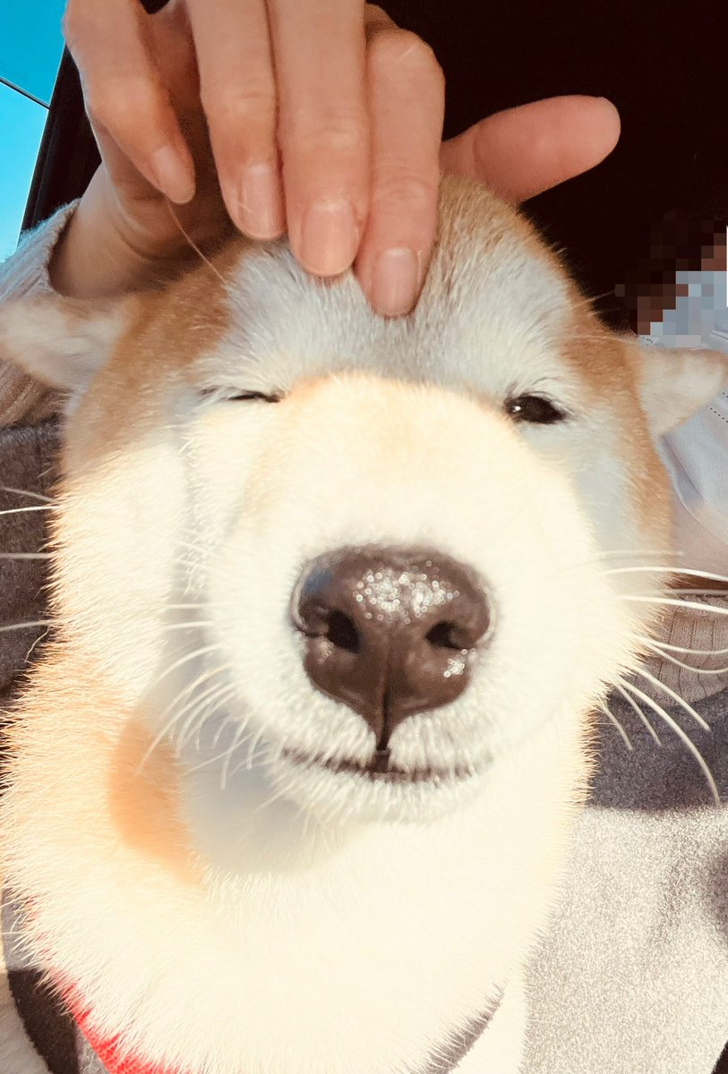 柴犬なつ (@chocochai_0) / Posts / X