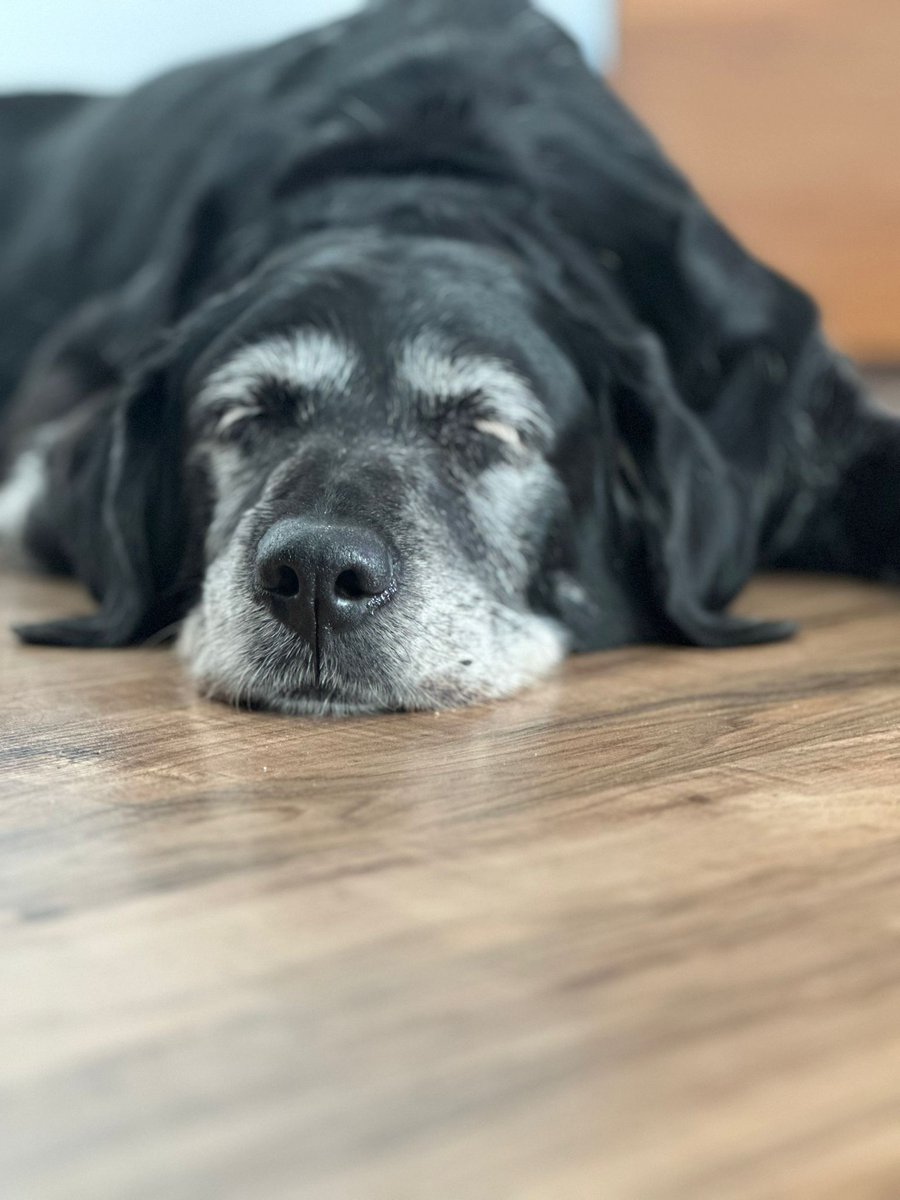 Run free liebe Lola. 🌈💔
Danke für die vielen Jahre, die unzähligen Spaziergänge, deine Geduld und die bedingungslose Liebe.

We miss u already.  🥺🖤