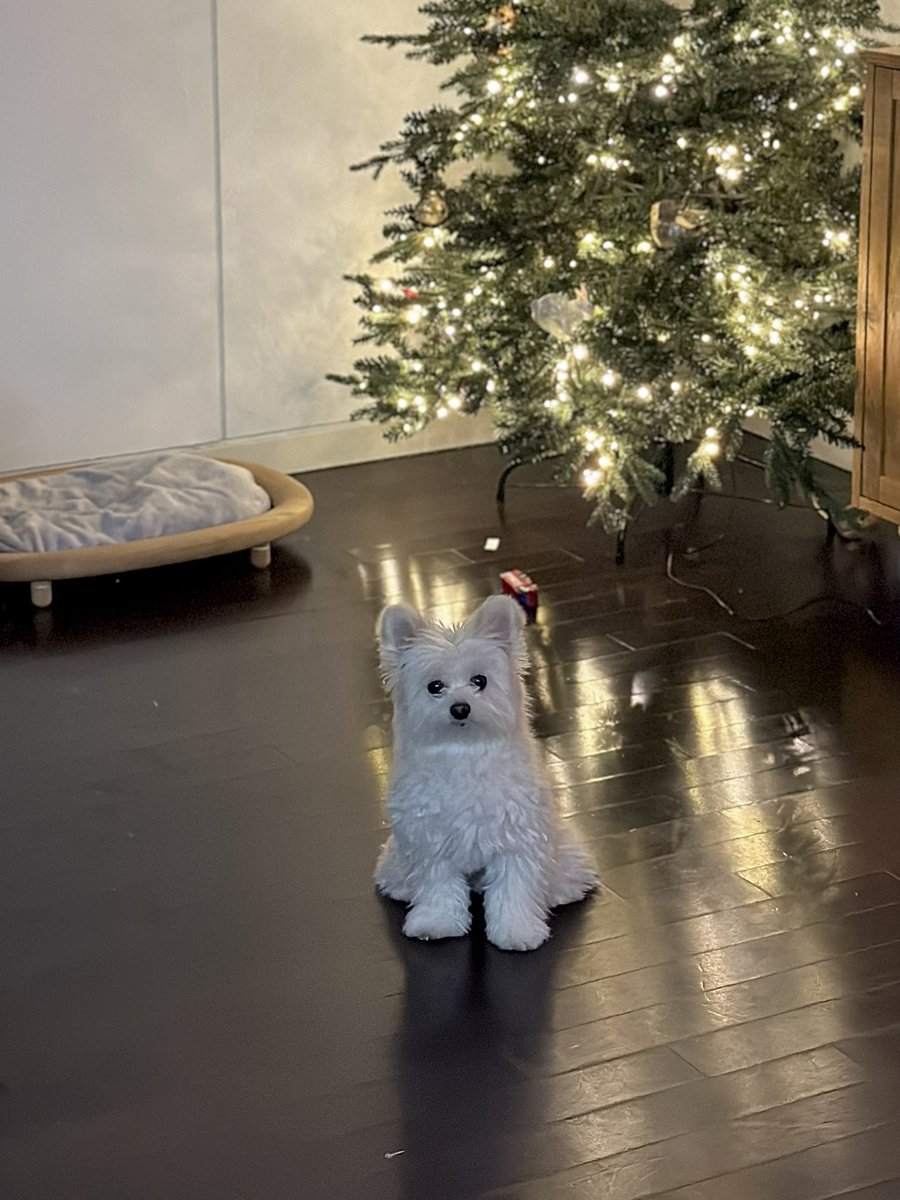 doggybom's tweet image. 크리스마스 지났는데 겸돌이 귀여워서 트리 못 치우고 있어요..🎄🐻‍❄️