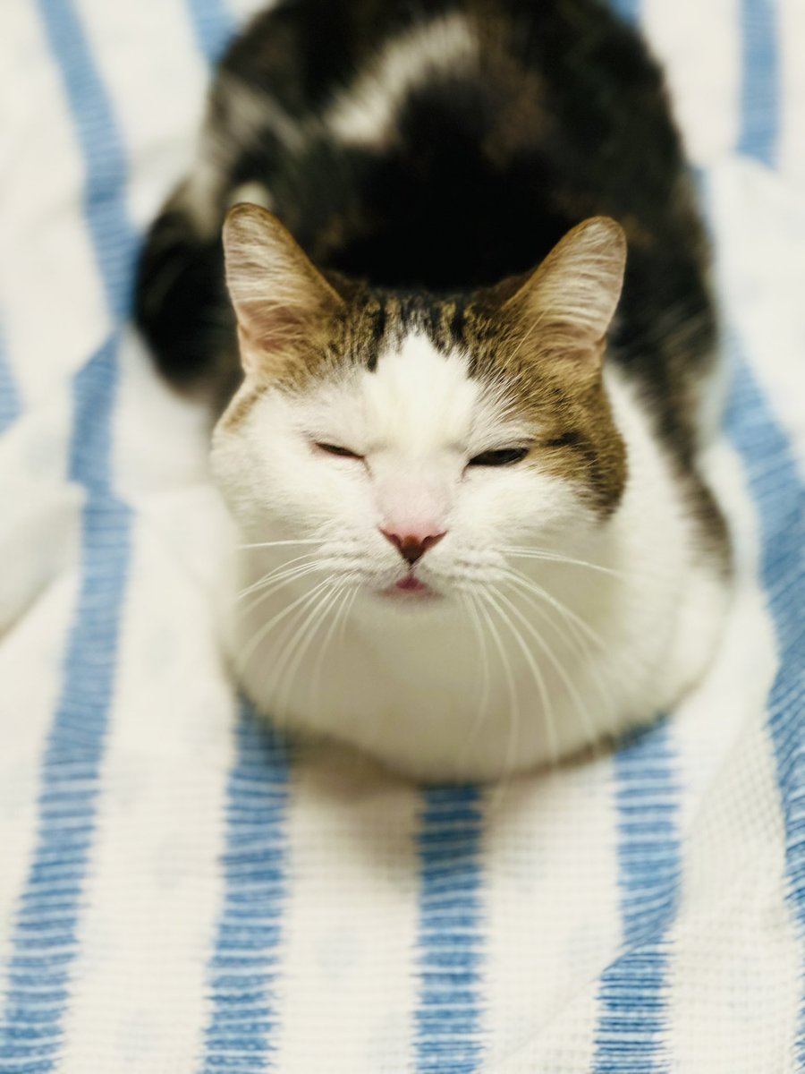 hiromussyi's tweet image. 寝具カバーなどせっせと交換していたらちゃっかり交換スミの上でウトウトしてる