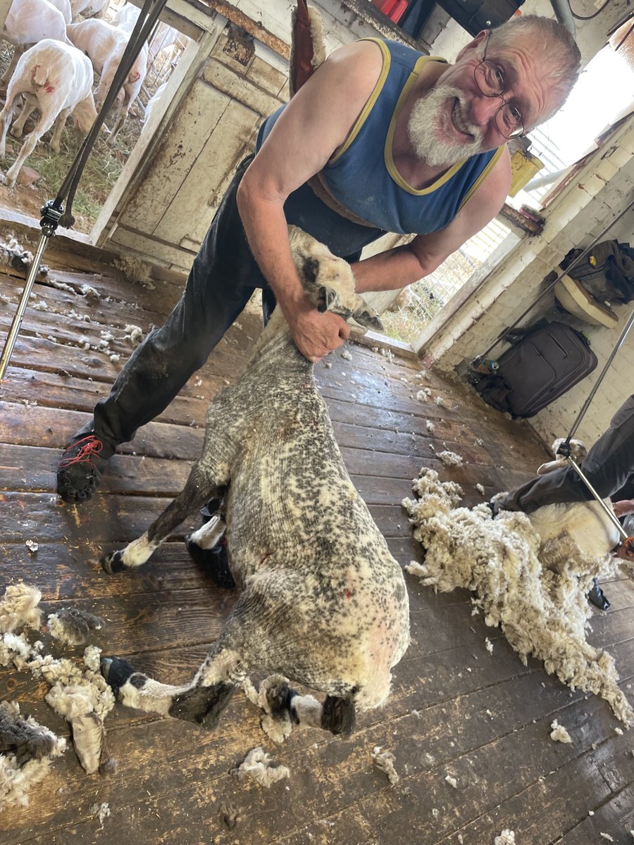 farmersgrowit's tweet photo. Never seen a sheep quite like this one….. #Dalmation sheep https://t.co/9KlR8XO5M6