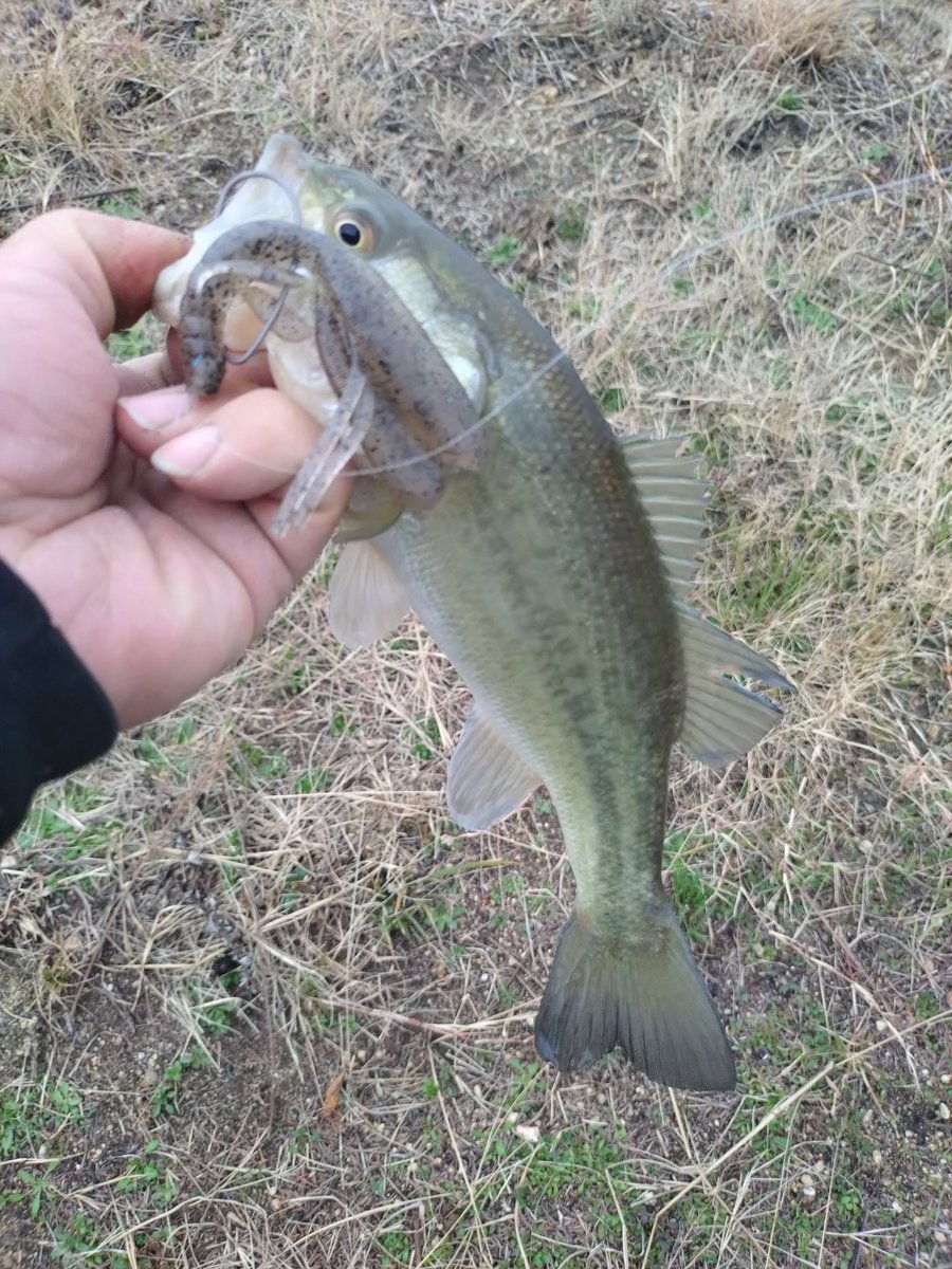 1時間半だけ勝負！
エスケープツインでサクッと一匹😊
ヒラクランクギルで45クラスをばらした😱
これで釣り納め✨