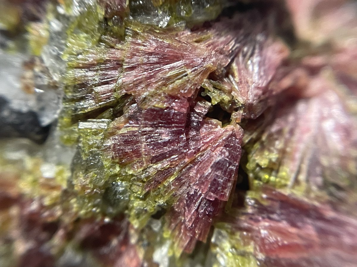 stellar_chaton's tweet image. 発色、景色共に良好なクリノチューライト

机の上に並んだ商品を選んでいたら奥からピンポイントにツボにハマるものを出してくれたのでトレーから戻せなくなりました。