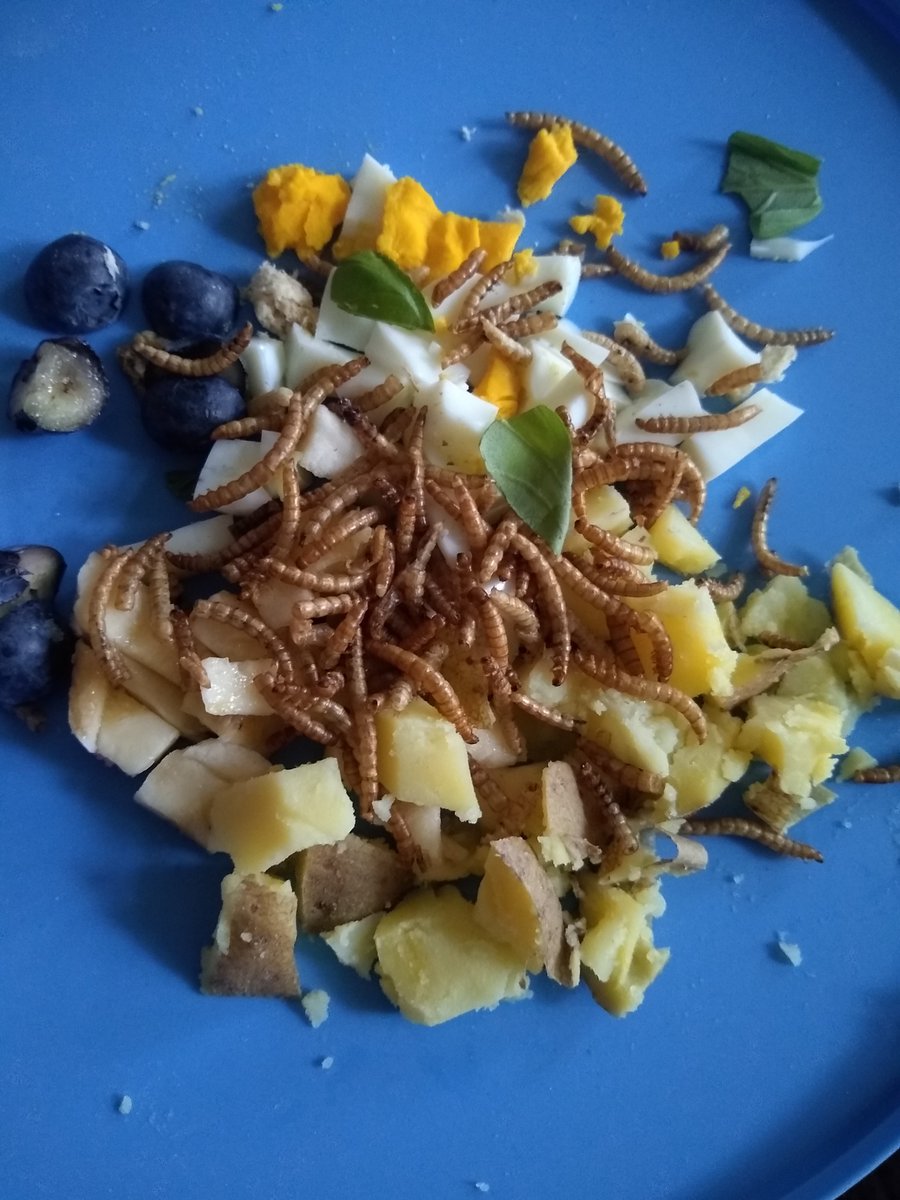 A_Girl_Insane's tweet image. Heute auf der Karte im "Maison de Poulet"
Wir reichen eine Träumerei aus Erdäpfeln, Blaubeeren und Ei, an einem Hauch Banane mit knusprigem Mehlwurm-Topping 😁
#SchönesGegenSchlimmes