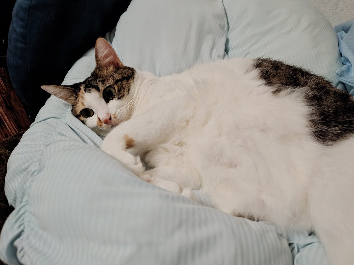 三毛猫様♡ありがとうございます♡ 三美お嬢様はお猫様 (@Ladymimi0917) / Posts / X