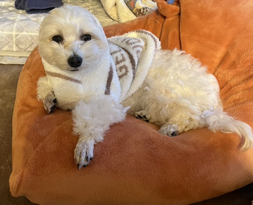 26日から彼女さんにワンコをお願いして帰省中✨
今日の晩御飯は兄の手作りのピザ🍕
めちゃめちゃ美味しそう😋
人間6日の甥っ子と、赤ちゃん返りした姪っ子のお世話で叔母ちゃんは体力の限界です…😇
それと、彼女さんから送られてきた、中途半端に服を着せられて不満顔の１号😂