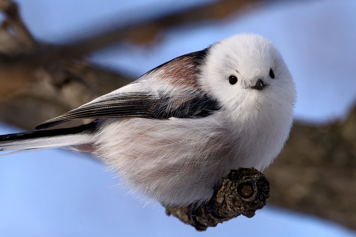 ぺんぺん (@PenguinCamera_Z) / Posts / X