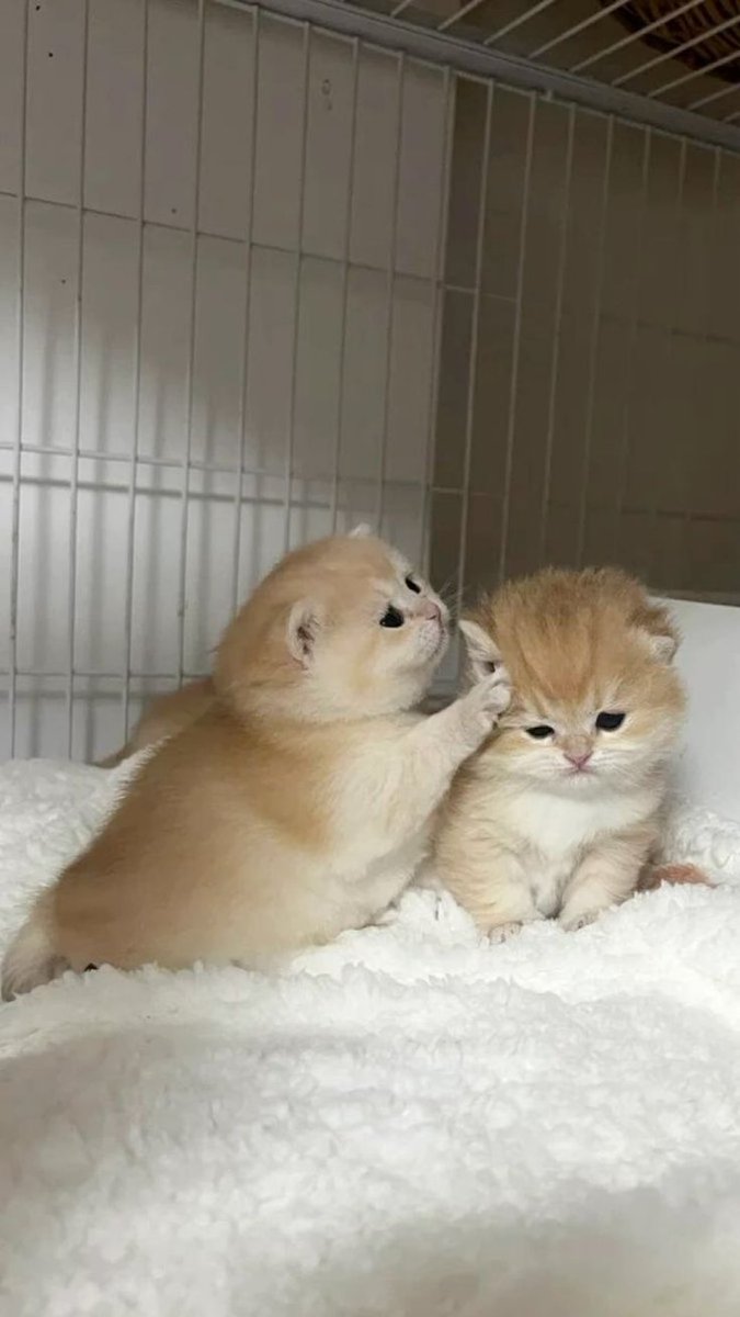 แกมั่ยดั้ยอ้วม

อย่าปัยฟังนะ

มั่ยอ้วมเรย

แกแค่เป้นอึ่มเท่านั้น