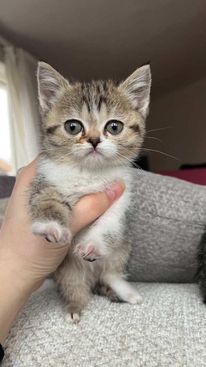 Bu bebeklerin annesi cins ve üretim mağduru bebeklerin arka partilerinde sadece 2 parmağı var Konya Ankara İstanbul Eskişehir yuva arıyorum 3 kardeş 💜