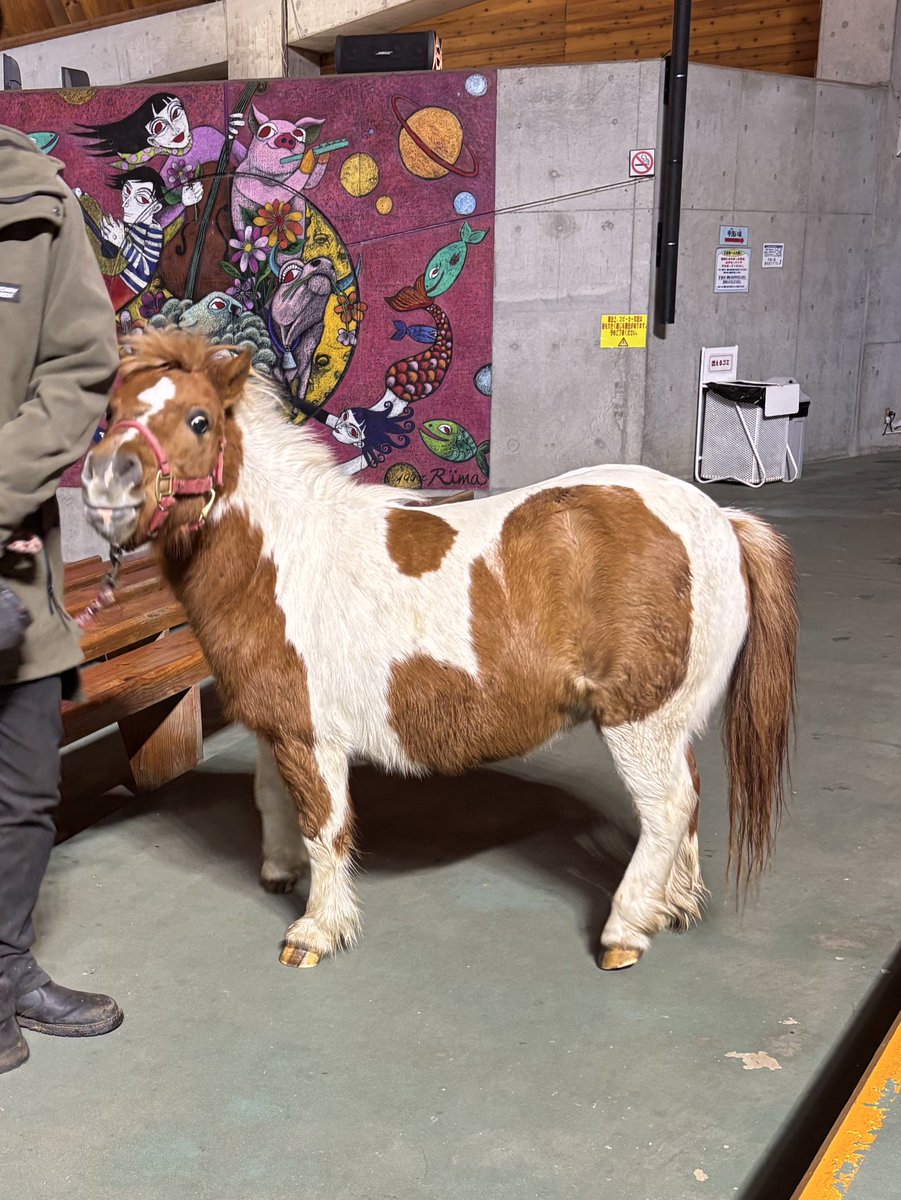 馬のポニー お馬さんは、先日のマザー牧場でみたもっちりポニーちゃんを参考にしま