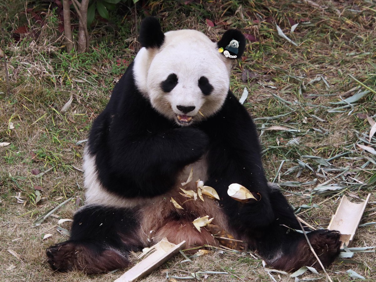 pandakopanda (@panda_kopannda_) / Posts / X