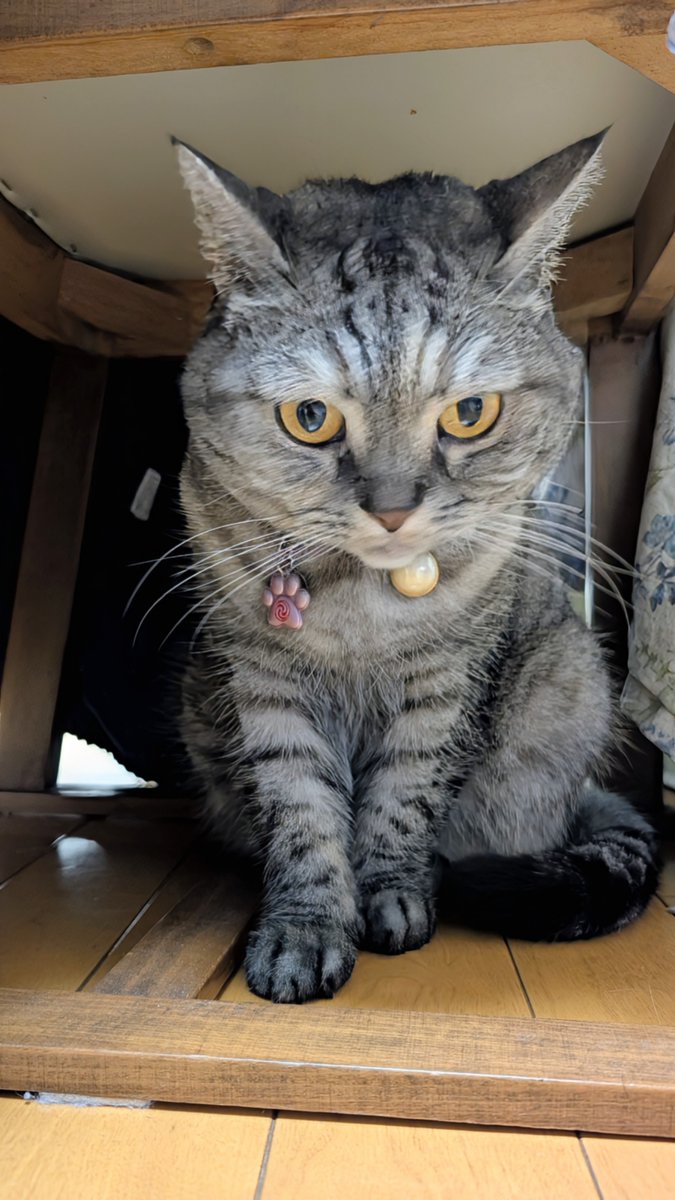 ねこさん⚡(ΦωΦ) (@catnap707) / Posts / X