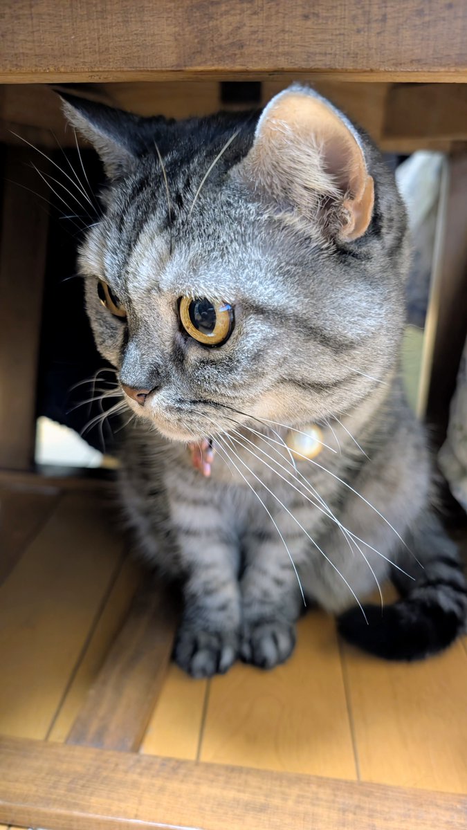 ねこさん⚡(ΦωΦ) (@catnap707) / Posts / X