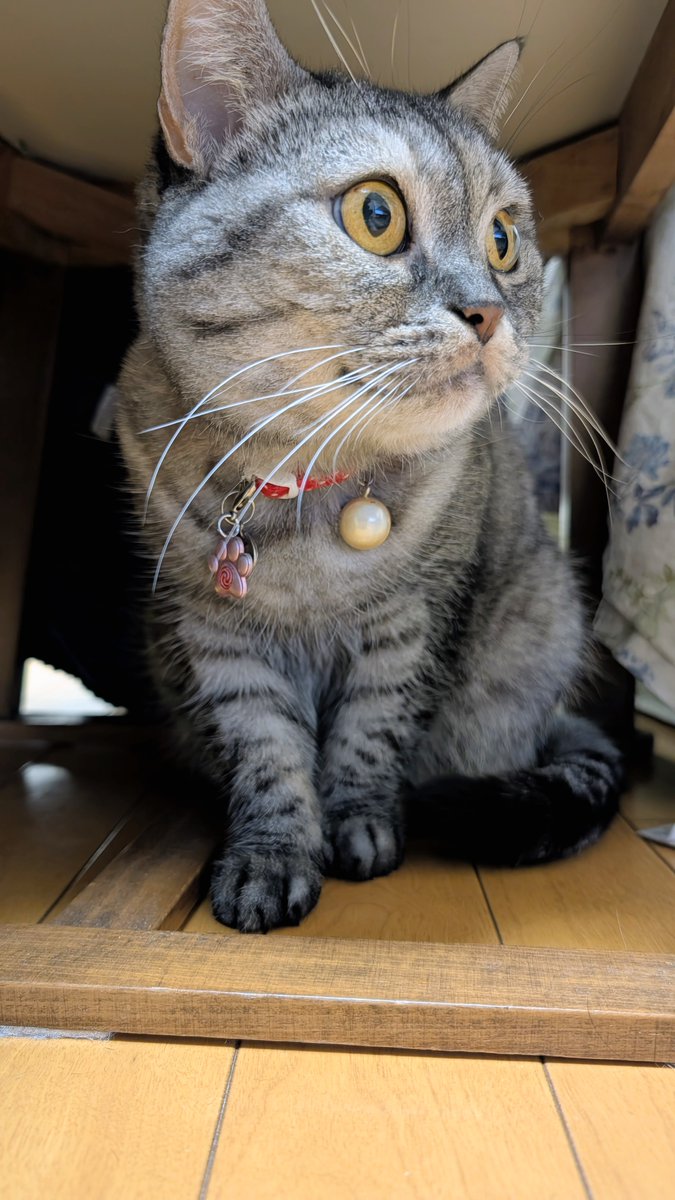 ねこさん⚡(ΦωΦ) (@catnap707) / Posts / X