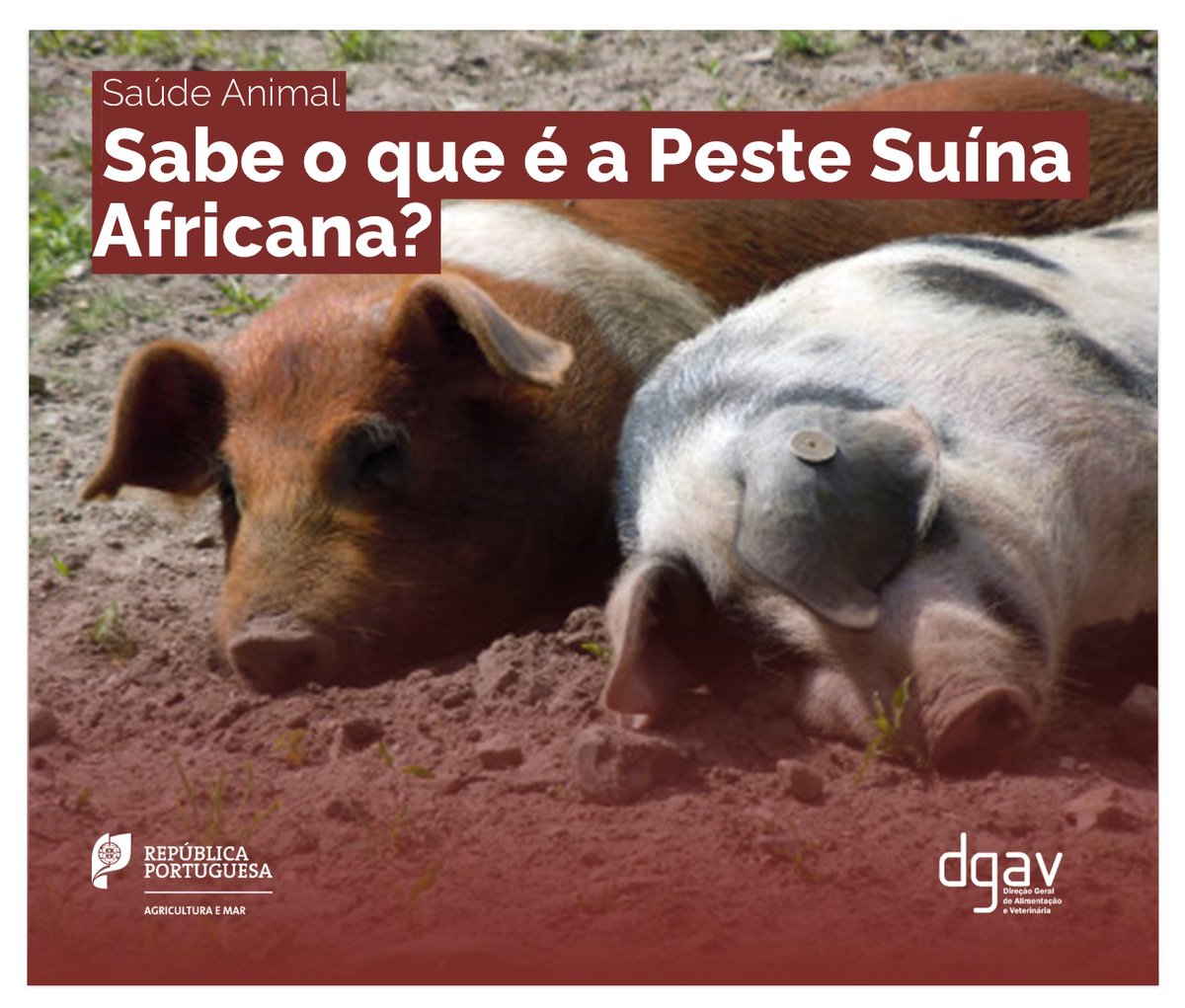 🚨Peste Suína Africana (PSA)
Doença viral grave que afeta suínos, não transmissível a humanos
✅Reforce a biossegurança
⚠Vigie os sinais: febre alta, apatia, vómitos, diarreia com sangue, mortalidade súbita
📲Suspeita? Notifique DGAV via SCP ou APP ANIMAS lnkd.in/eUUfiCN3