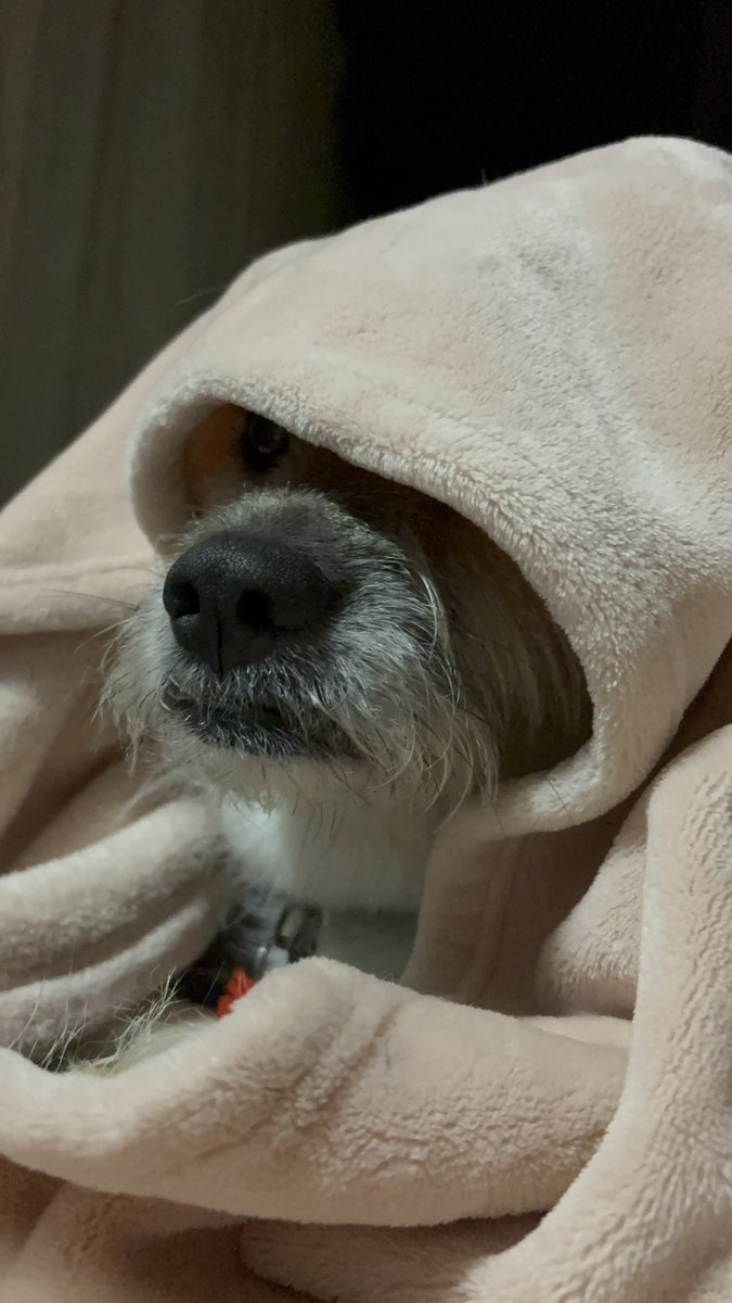 🐕わんわんコレクション🐕 (@santaro1211) / Posts / X