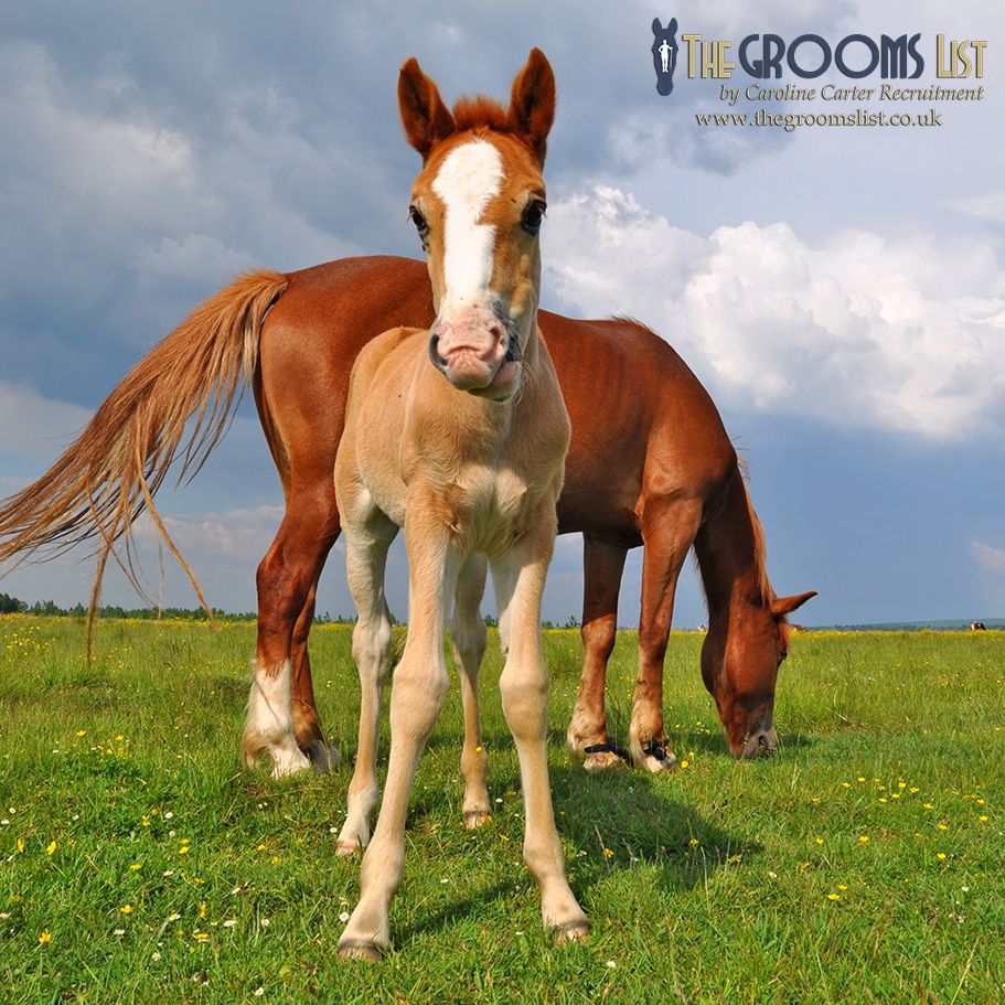 grooms_list's tweet image. JL140838 Stud / Farm Manager - Nr. Limerick SW Ireland 

*€56k pa *Single accommodation *5 day week *Own horse welcome *Pets welcome
thegroomslist.co.uk/equine-jobs/14… 

#jobsinlimerick #jobsinireland #studwork #careersinbreedinghorses #thegroomslist #careeropportunity #careergrooms