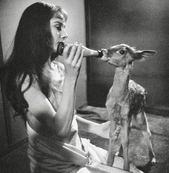 Deserrances's tweet image. Audrey Hepburn and her pet fawn, 1950s