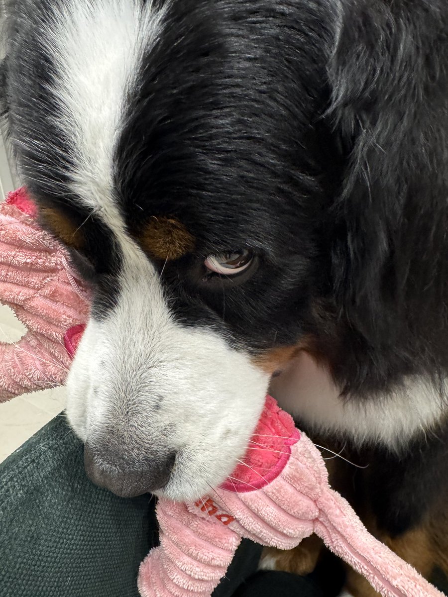 絶対に渡さない！とのことです