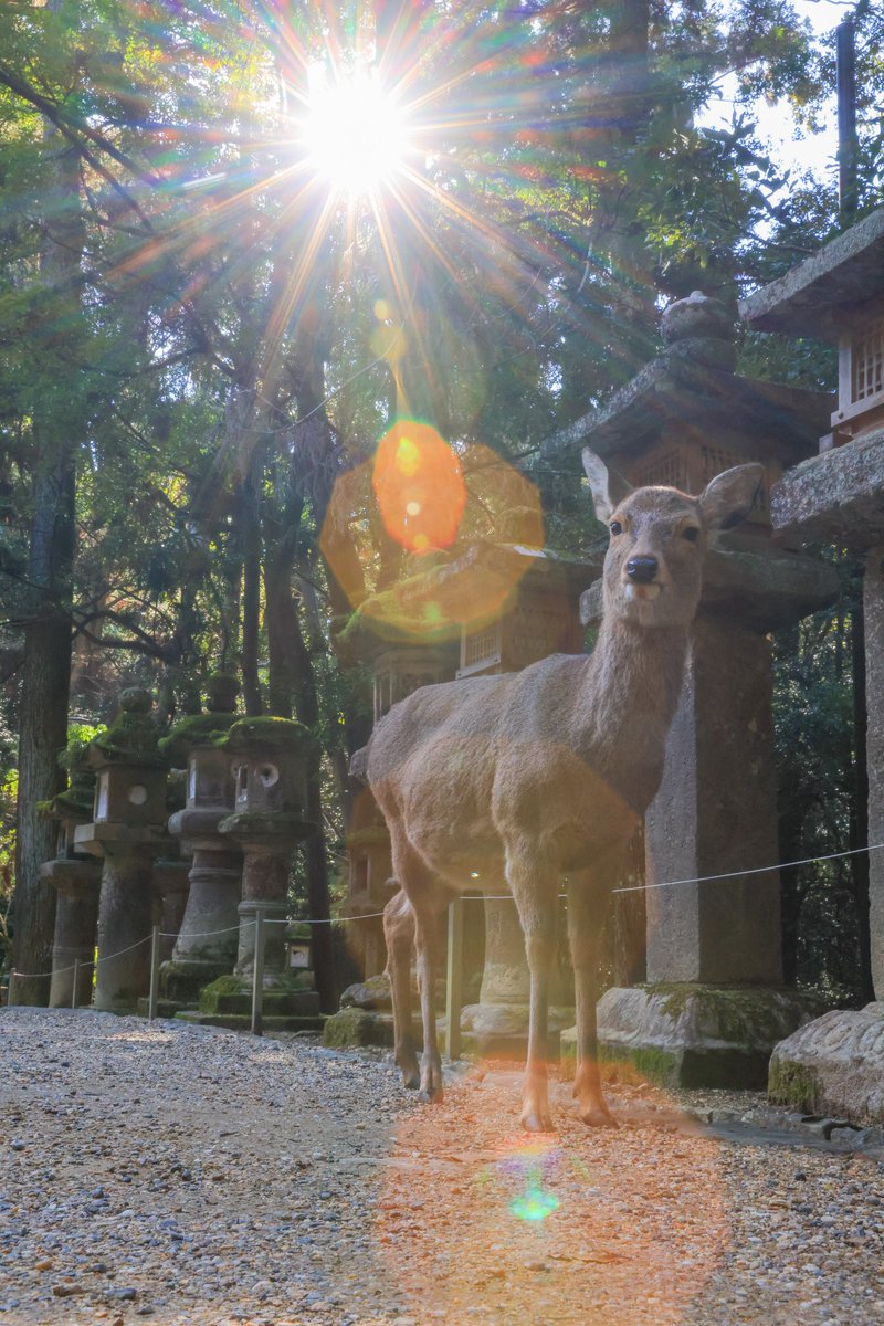 tooyamanorimasa's tweet photo. 神域にて
#鹿
#光
#japanesespirit https://t.co/Kw4rRGsEXl