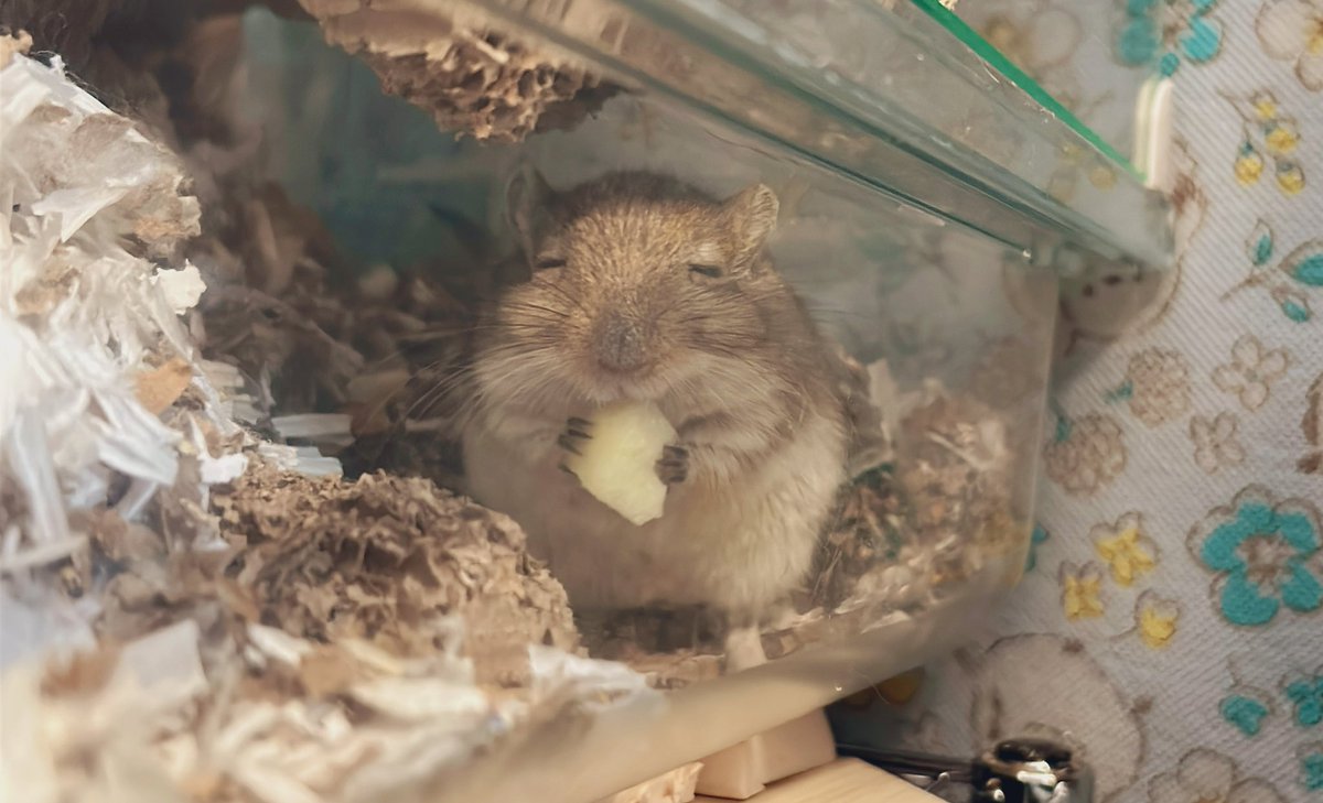 Namekohakawaii's tweet image. エリーちゃんはリンゴが大好きです