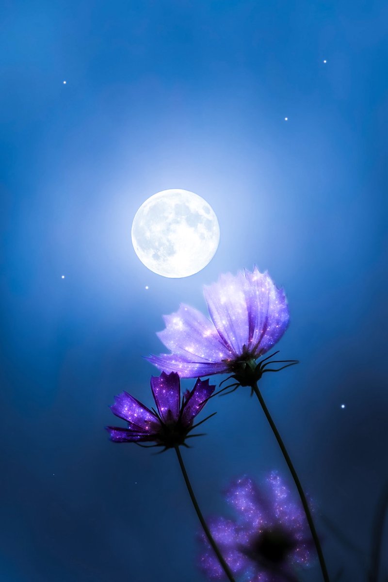 星の花