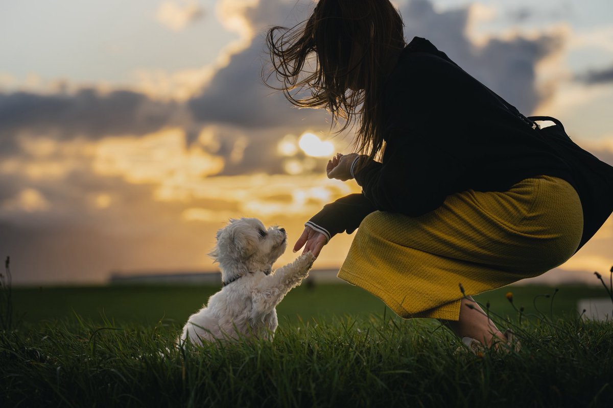 🐾マルチーズのほっけ tweet media