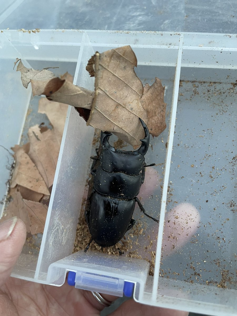 本日はおきくさん<a href="/ohkiku0098/">おきく</a> の案内で、一緒に冬の木登りして割り出し

いい画を見せてくれてありがとう✨✨

左顎折れてねーし！