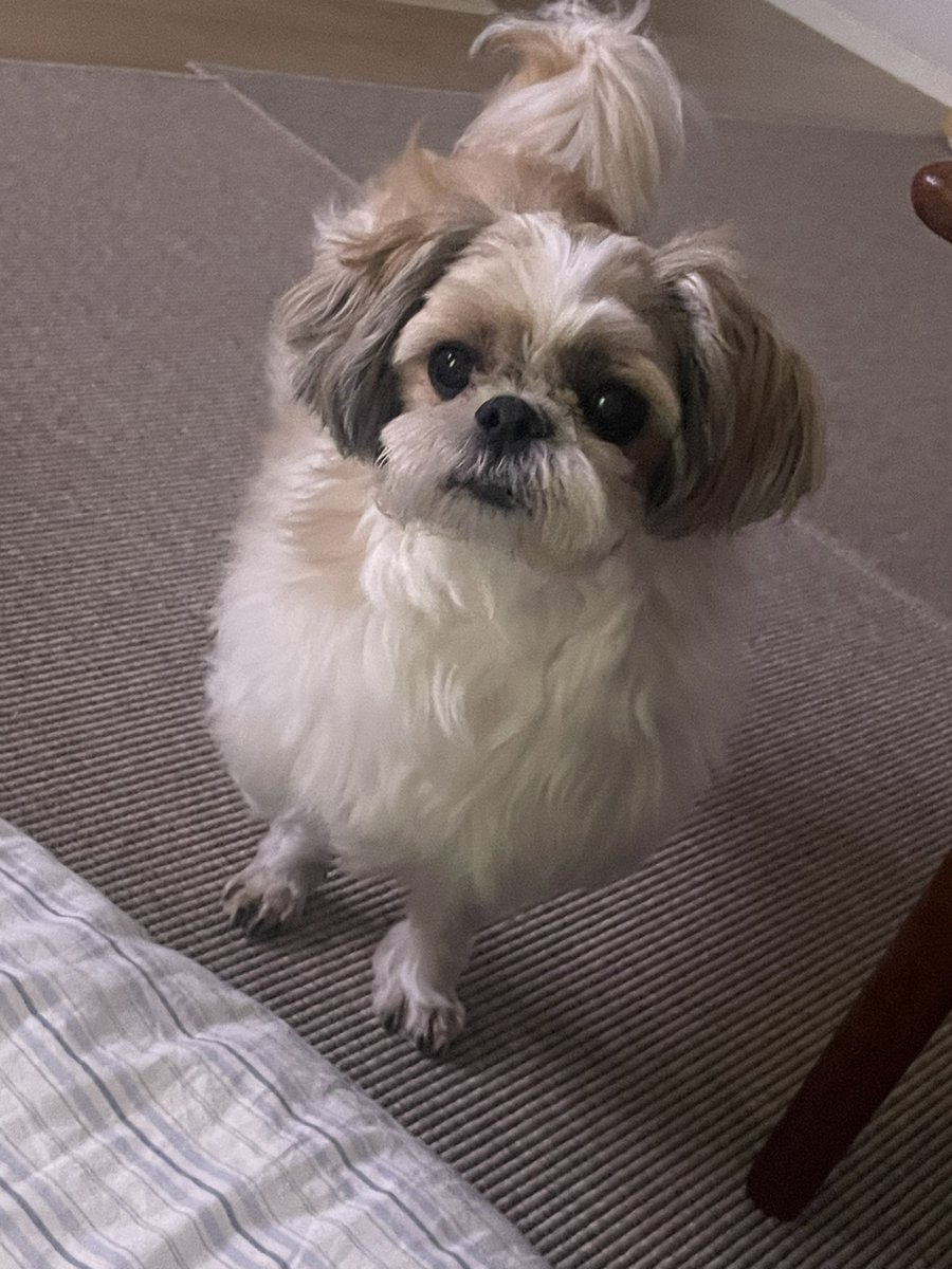 김무 너무 털부숭이여서 이발을 조금 해보았고 지금 너는 마치 한마리 양 🐑