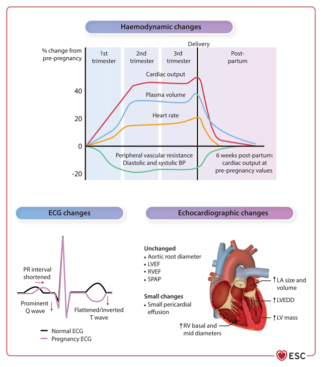 SCC CARDIOLOGÍA tweet media